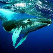 The Humpback Whales icon